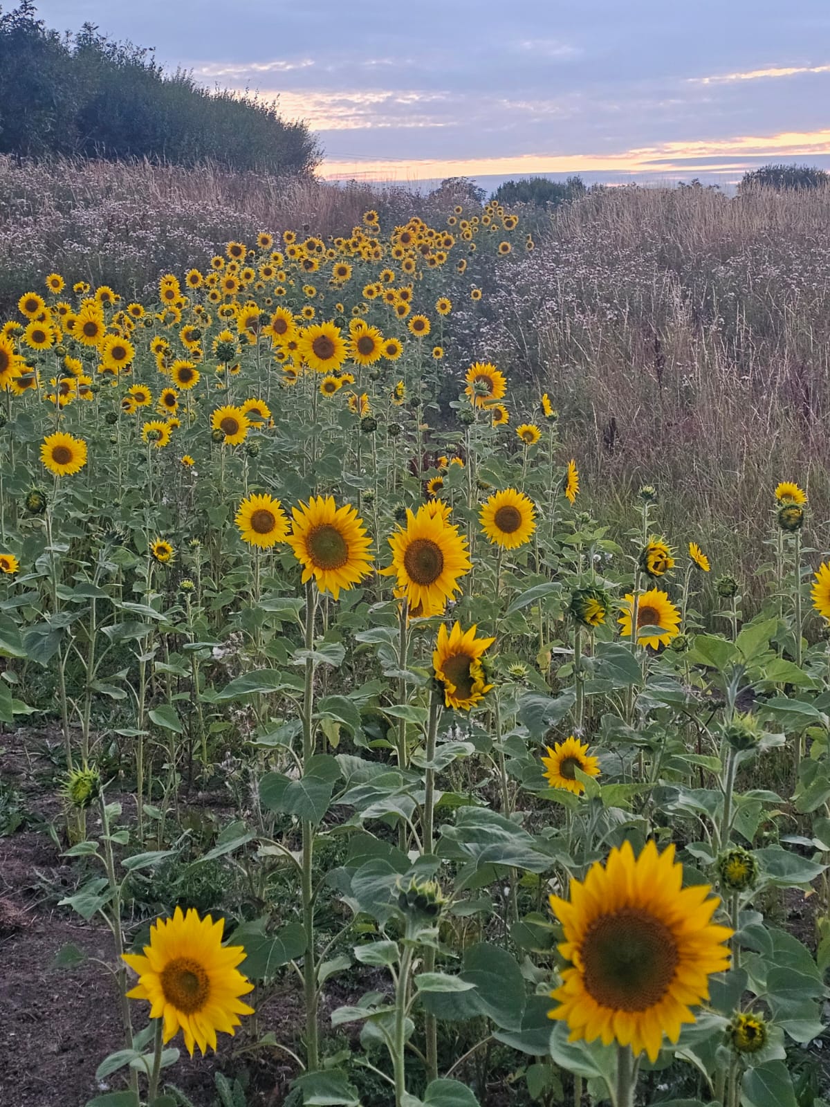Sunflowers, August 2026. Barbara Payman.