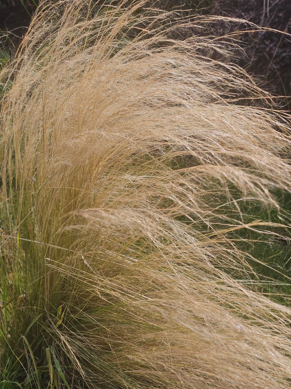Feather grass. Scarborough, August 2026. Barbara Payman. Feather grass. Scarborough, August 2026. Barbara Payman.