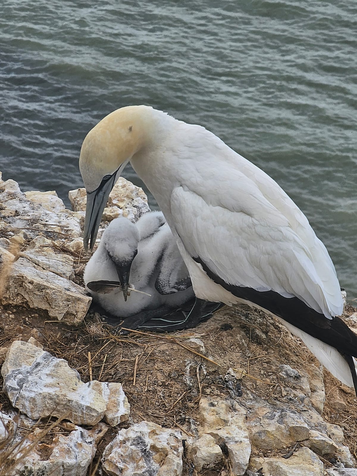 Chick. Three weeks old. Bempton, August 2026. Barbara Payman. Chick. Three weeks old. Bempton, August 2026. Barbara Payman.
