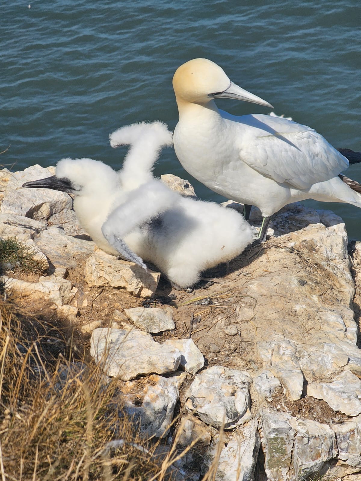 Chick. Four weeks old. Bempton, August 2026. Barbara Payman. Chick. Four weeks old. Bempton, August 2026. Barbara Payman.