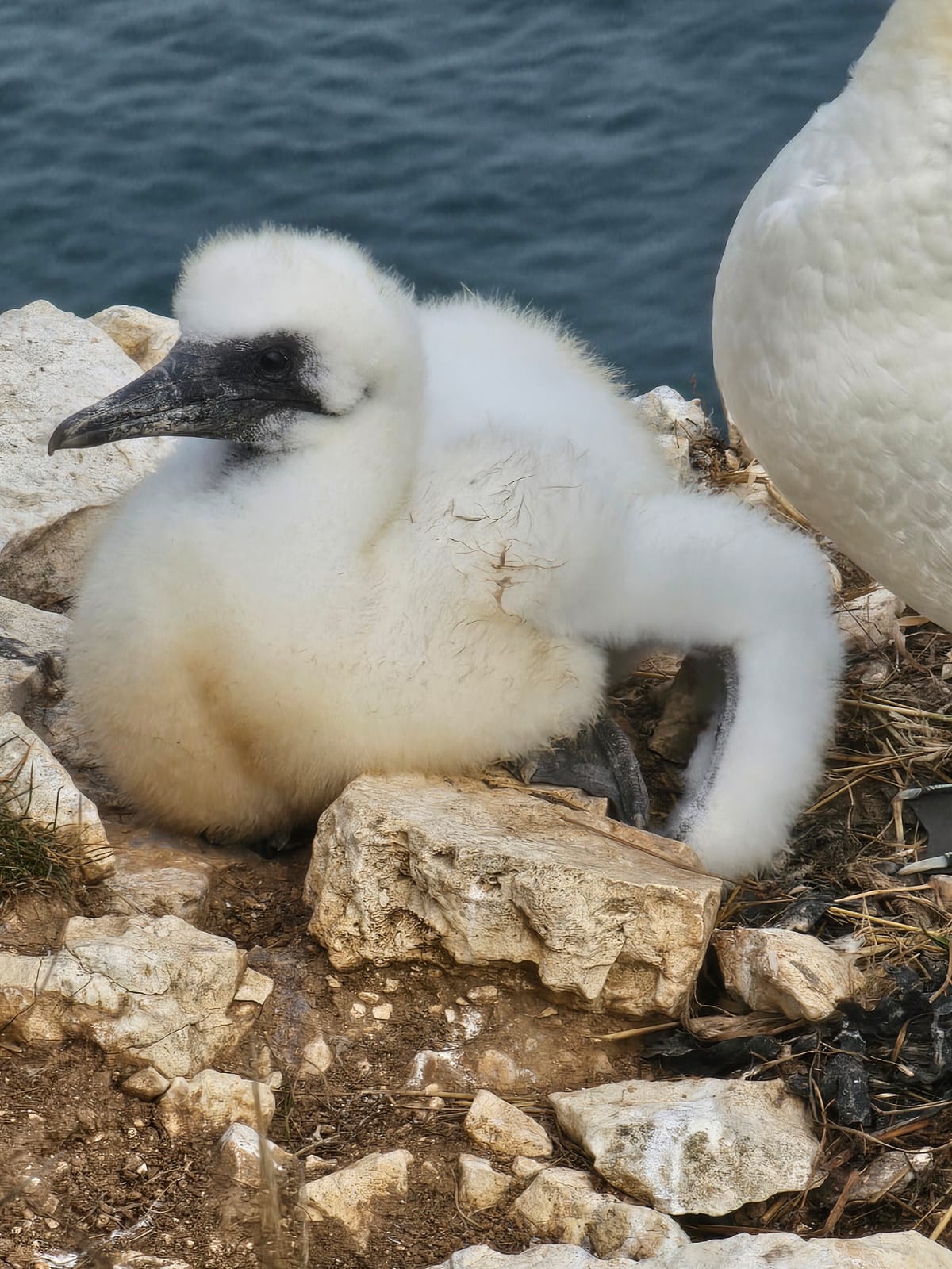 Chick. Five weeks old. Bempton, August 2026. Barbara Payman. Chick. Five weeks old. Bempton, August 2026. Barbara Payman.