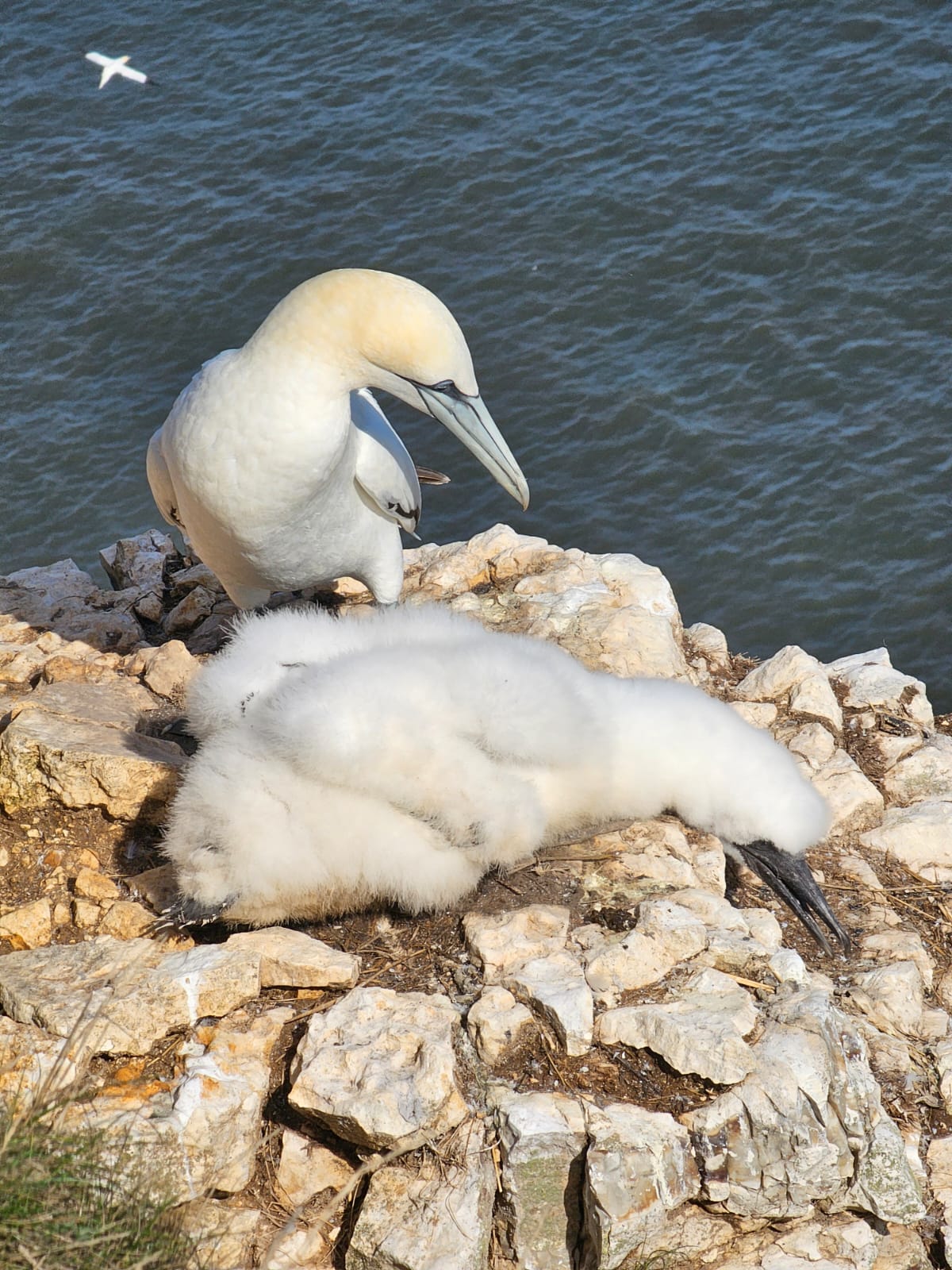 Chick. Six weeks old. Bempton, August 2026. Barbara Payman. Chick. Six weeks old. Bempton, August 2026. Barbara Payman.