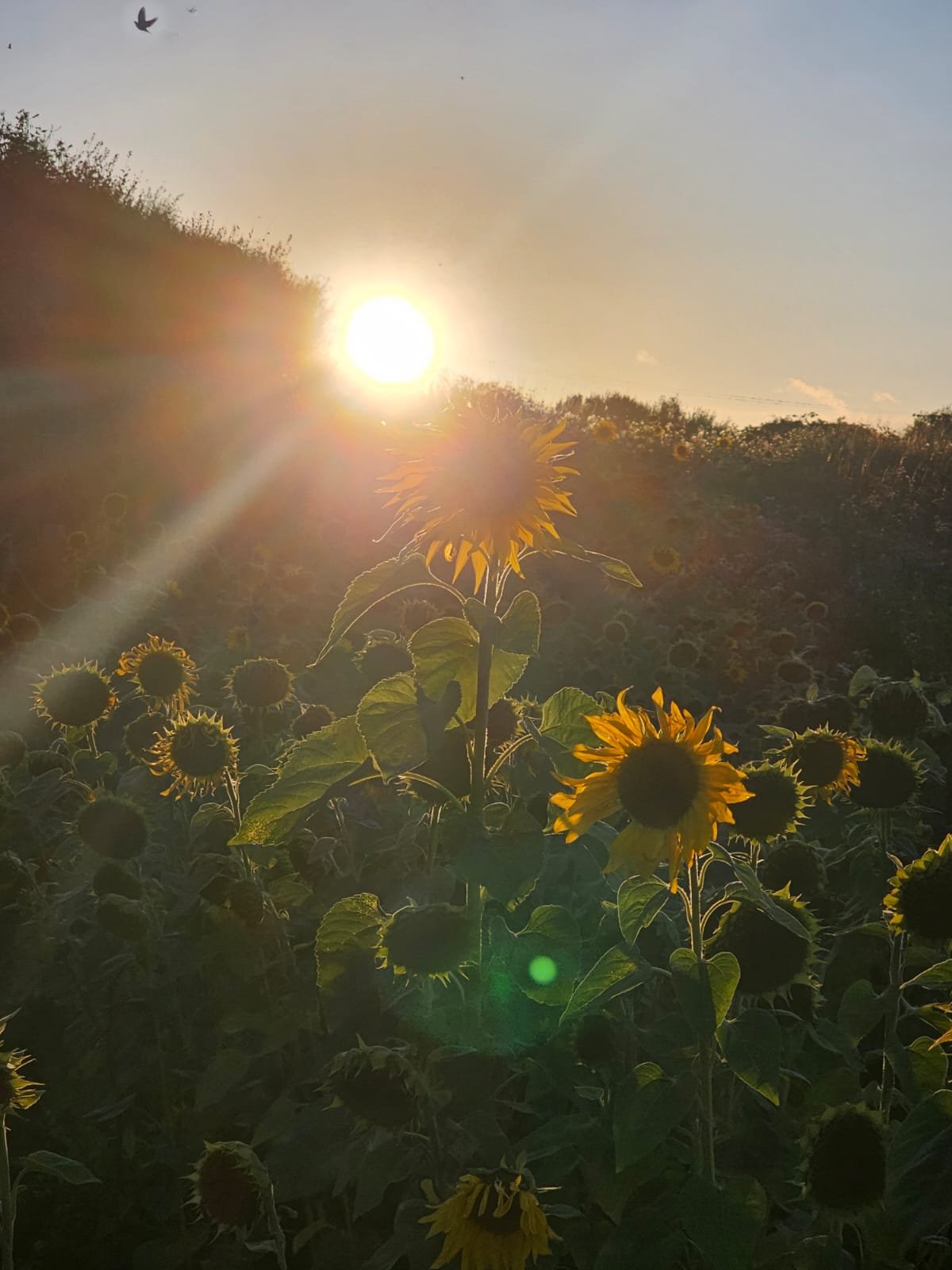 Sunflower sunset. September 2026. Barbara Payman Sunflower sunset. September 2026. Barbara Payman