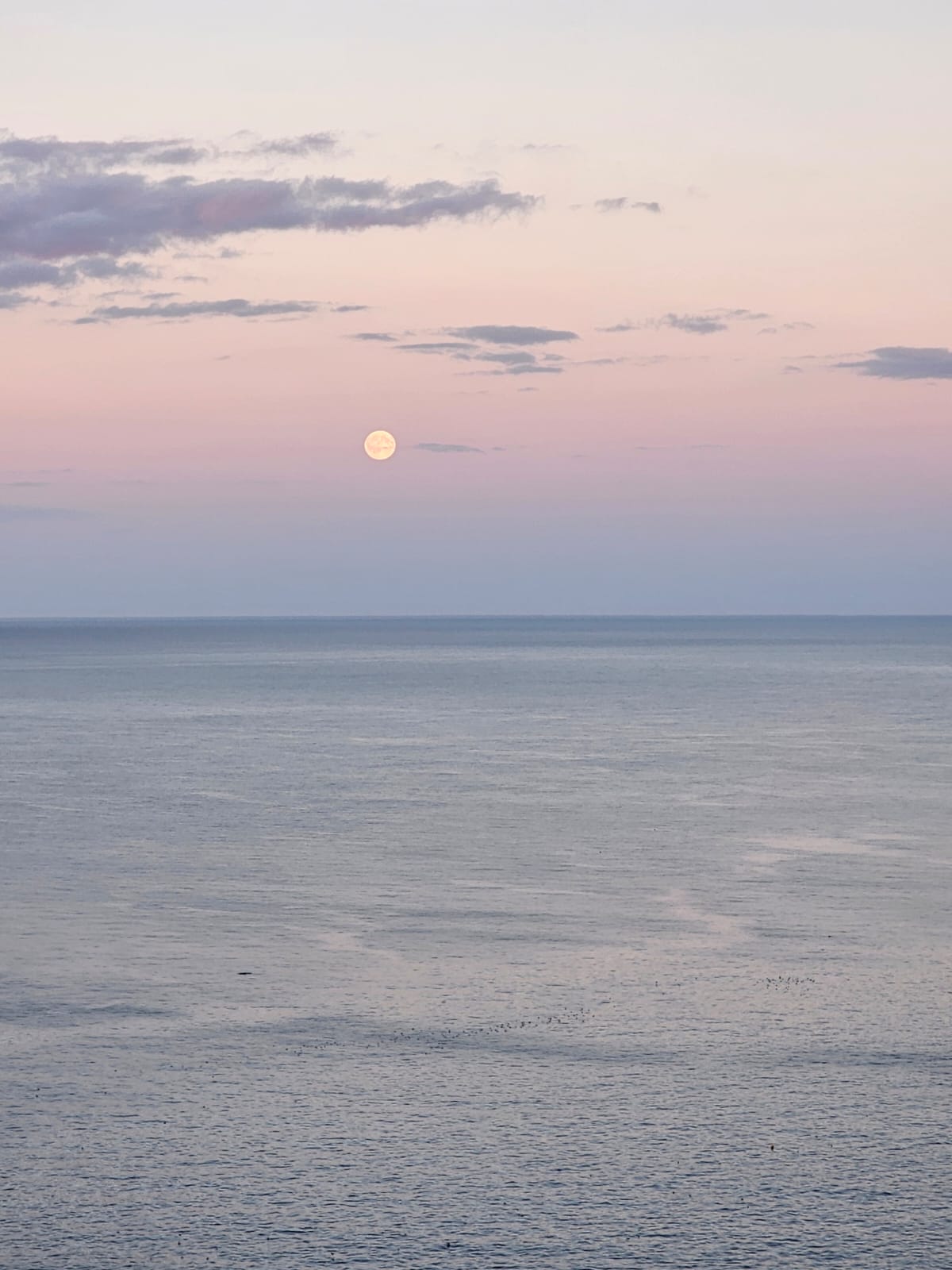 Harvest moon rising, Bempton. September 2026. Barbara Payman. Harvest moon rising, Bempton. September 2026. Barbara Payman.