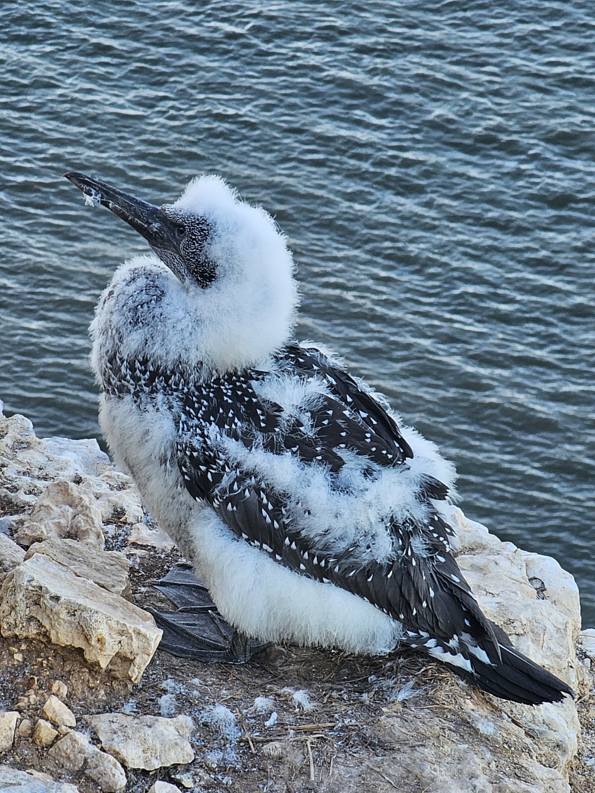 10 -week gannet chick, Bempton. October 2026. Barbara Payman 10 -week gannet chick, Bempton. October 2026. Barbara Payman