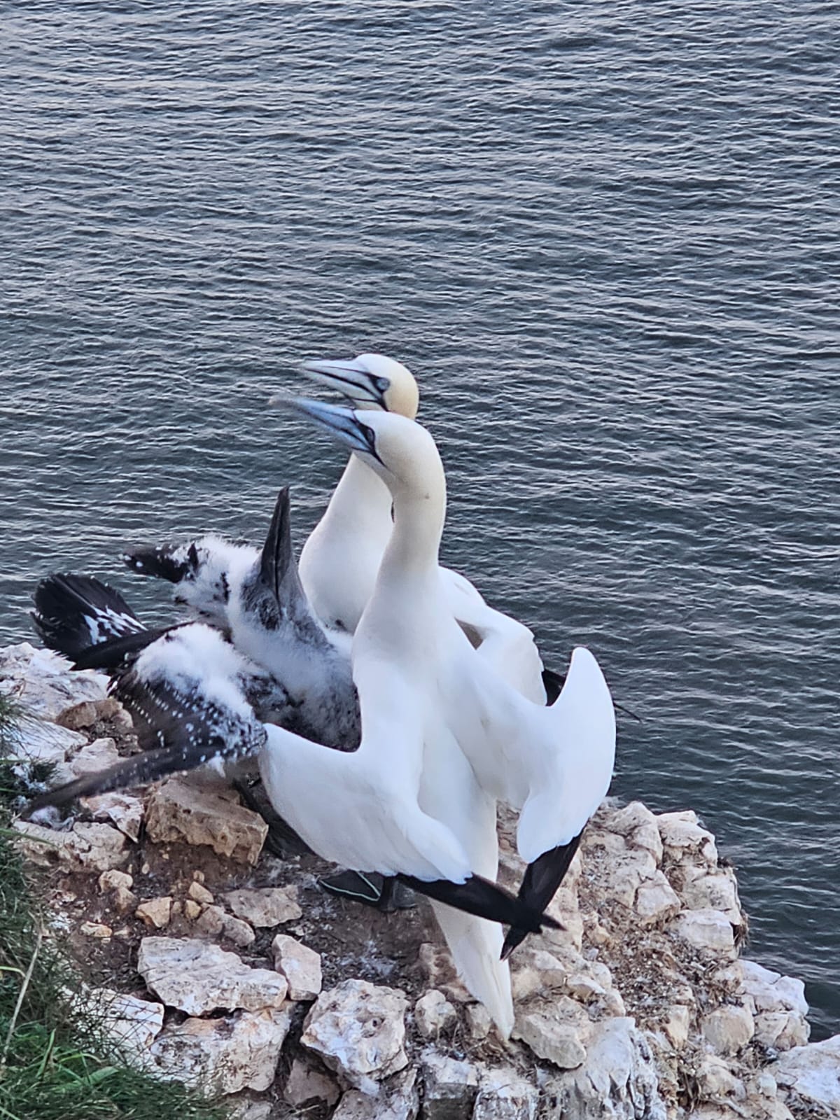Pair bonding and chick begging, Bempton. October 2026. Barbara Payman. Pair bonding and chick begging, Bempton. October 2026. Barbara Payman.