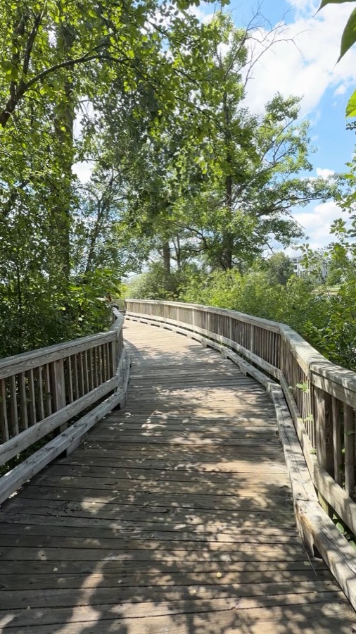 Wooden boardwalk trail through summer trees