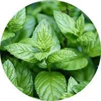 Peppermint