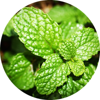 Spearmint