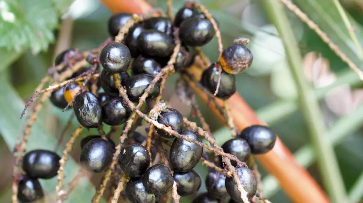 Saw Palmetto Extract