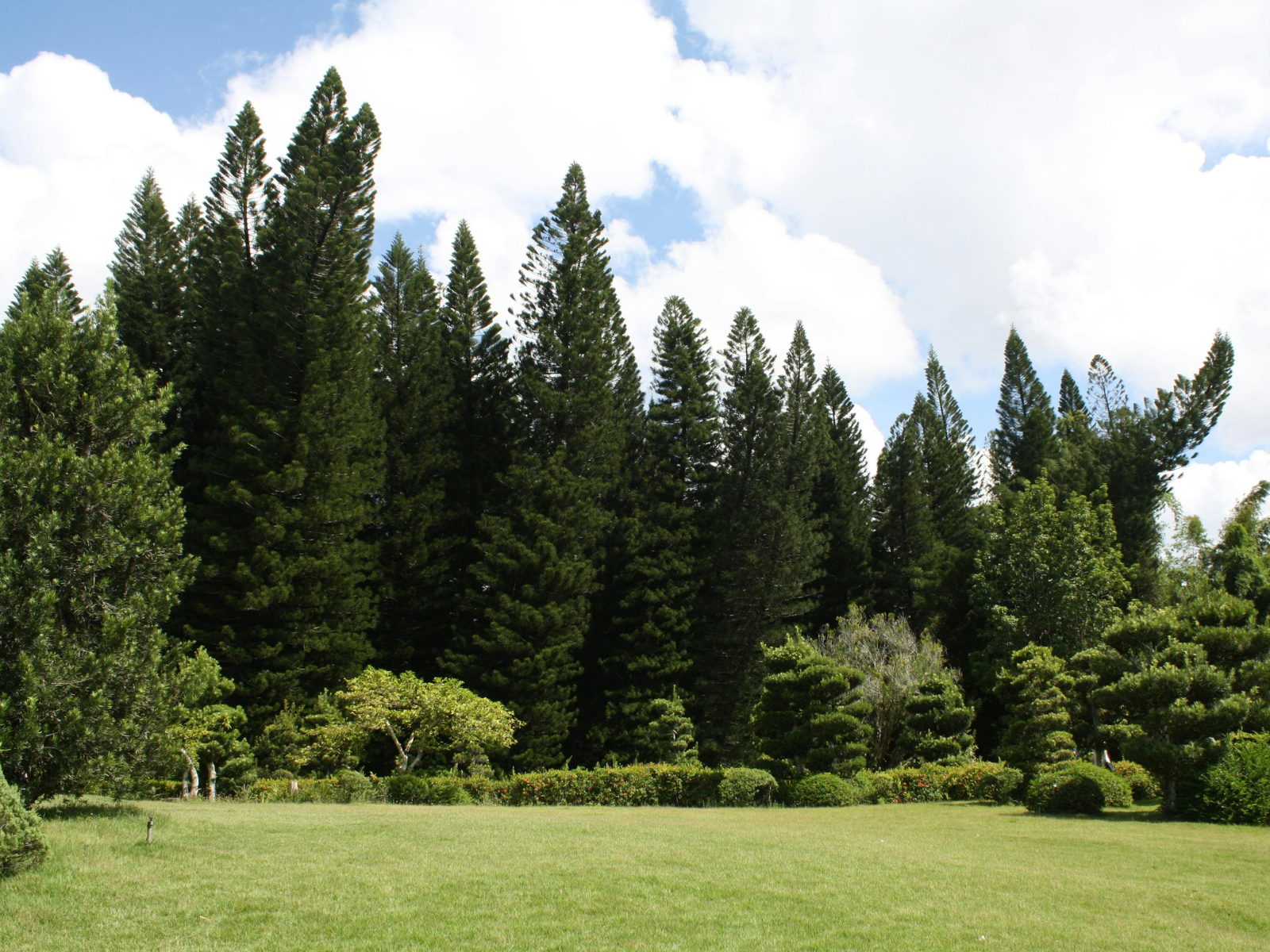 Healthy green lawn showing thick grass and strong lawn health