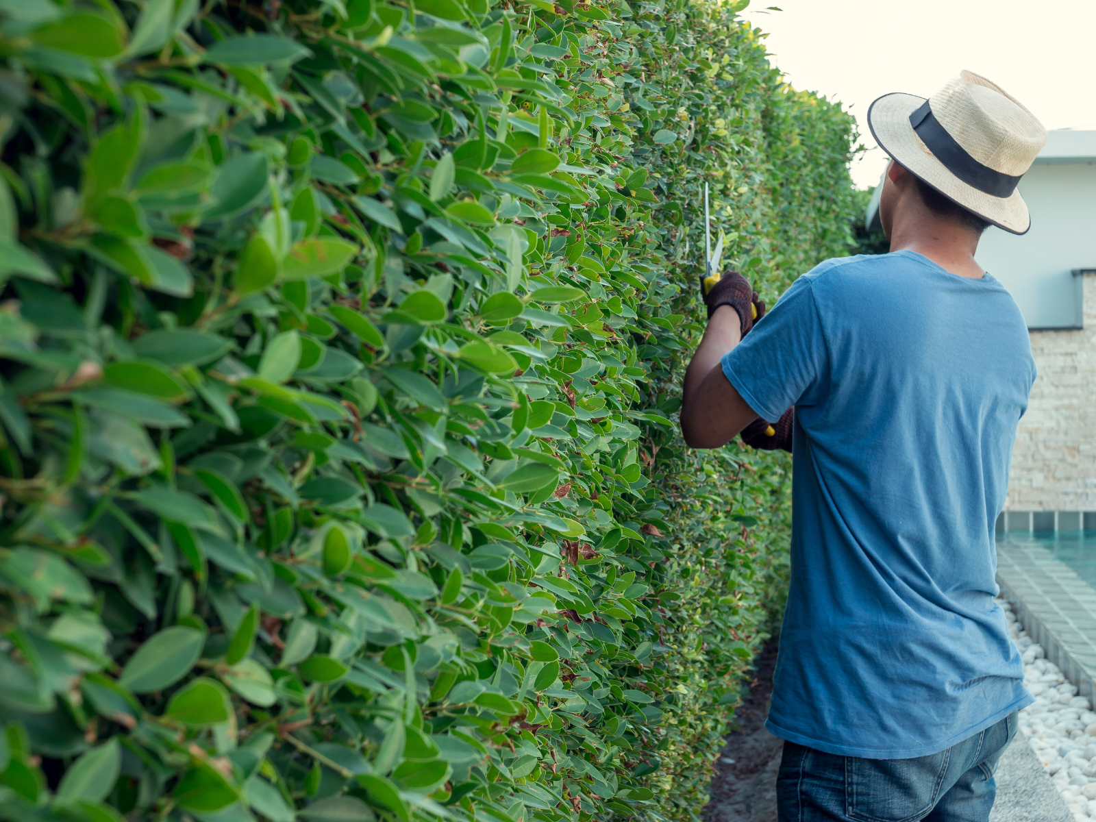 General yard care with trimmed lawn and maintained landscaping