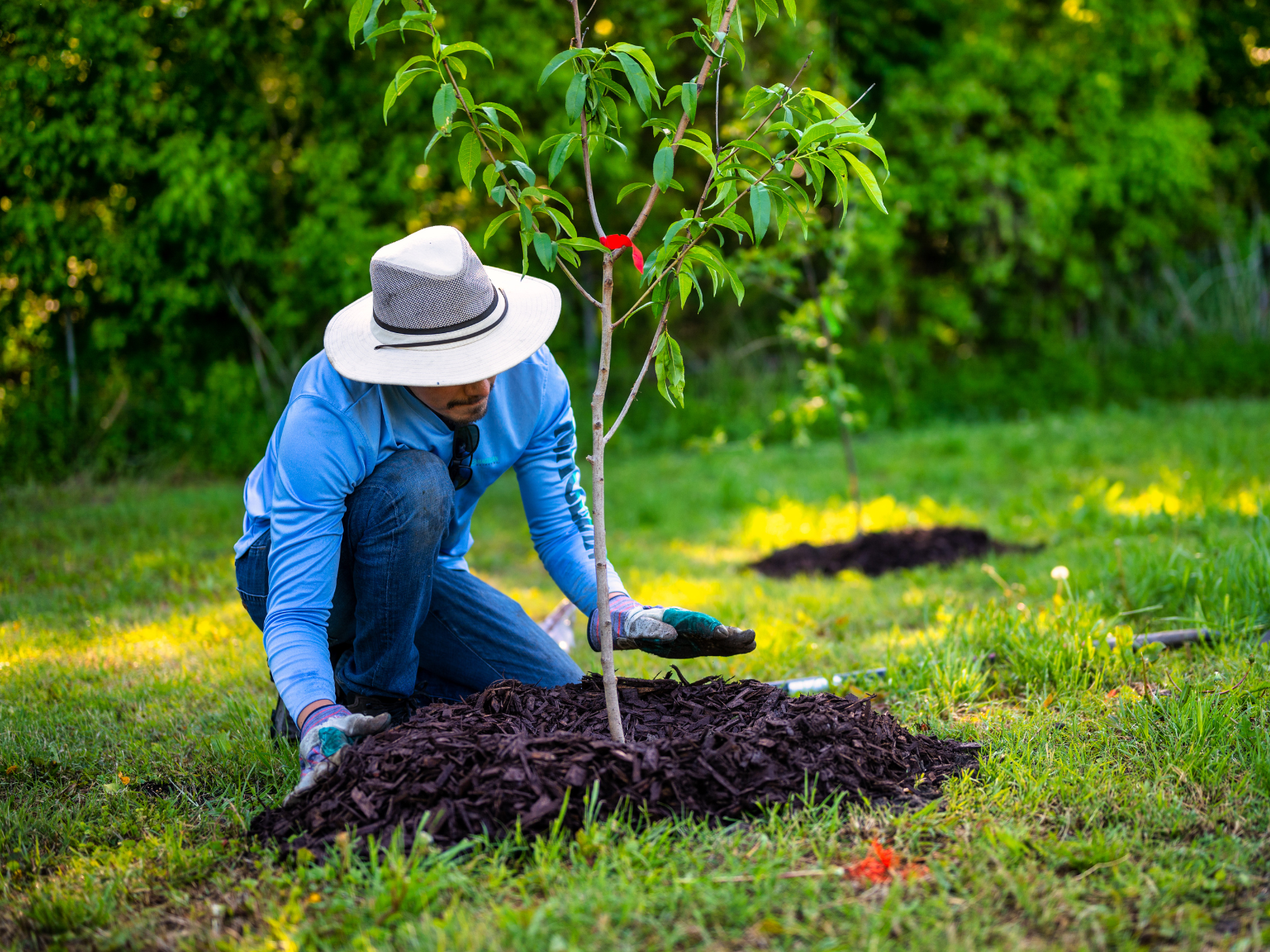 Fresh mulching with clean landscape bed edges