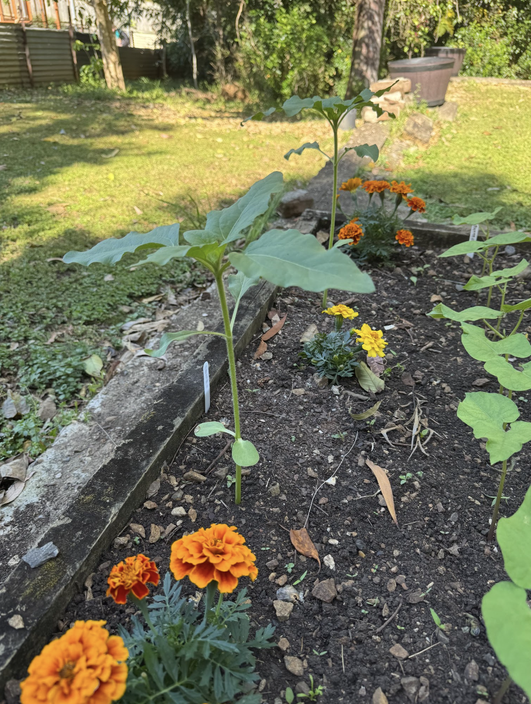 A garden with new sprouting flowers A garden with new sprouting flowers