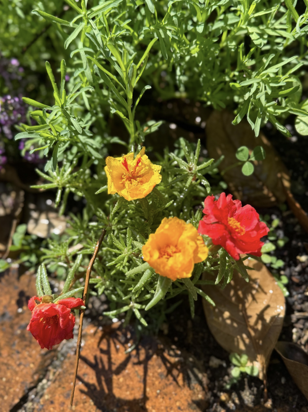 Some new flowers. Some new flowers.