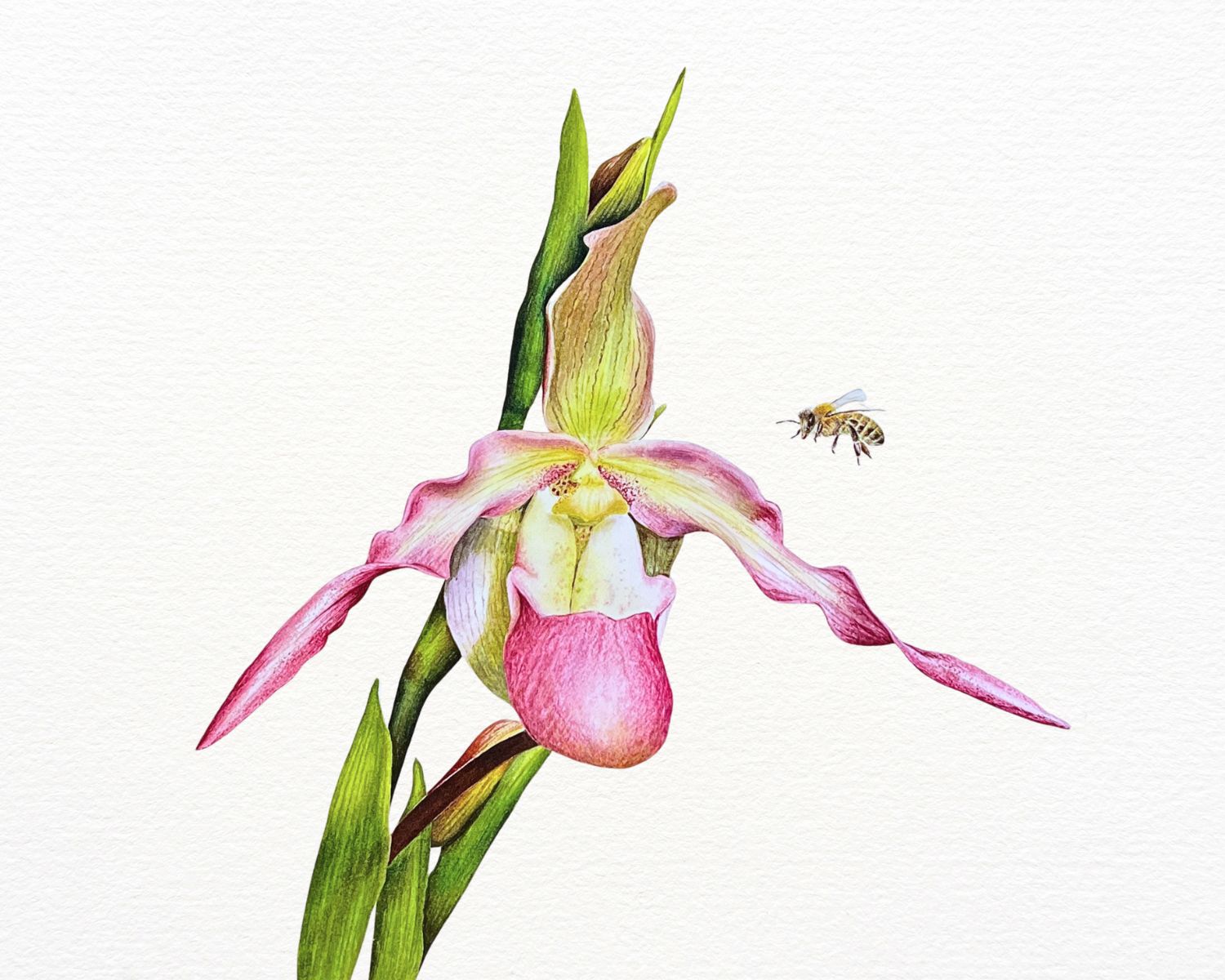 Watercolor painting of a pink lady&rsquo;s slipper orchid with a honeybee, by Prerna Joshi