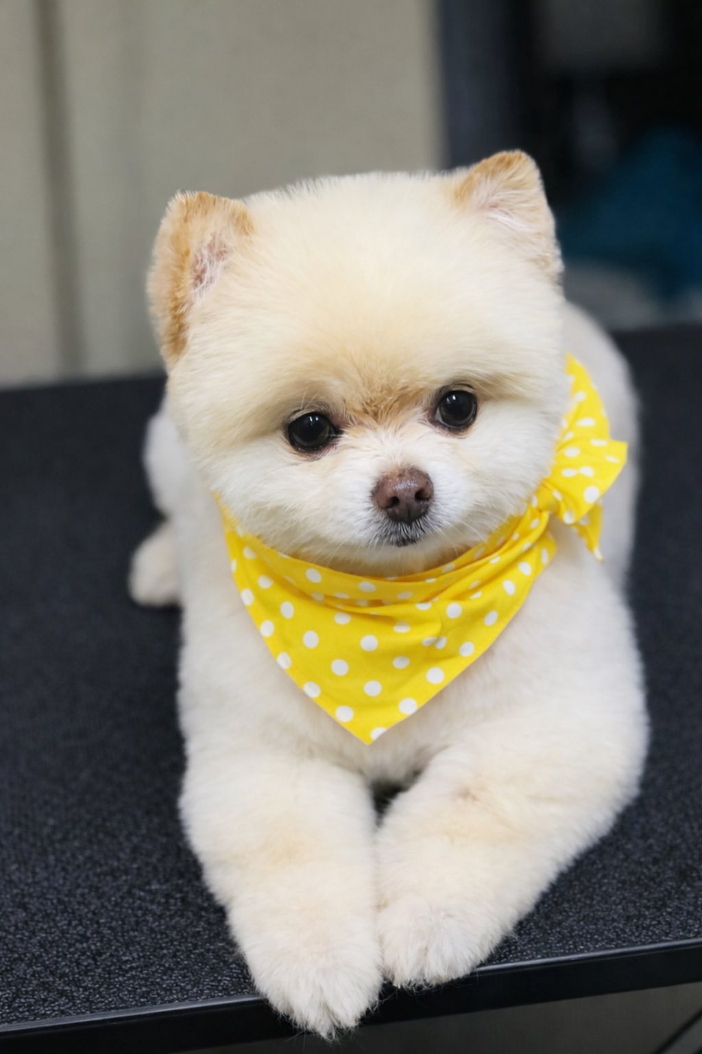 A Pomeranian freshly groomed wearing a yellow polka-dot bandana
