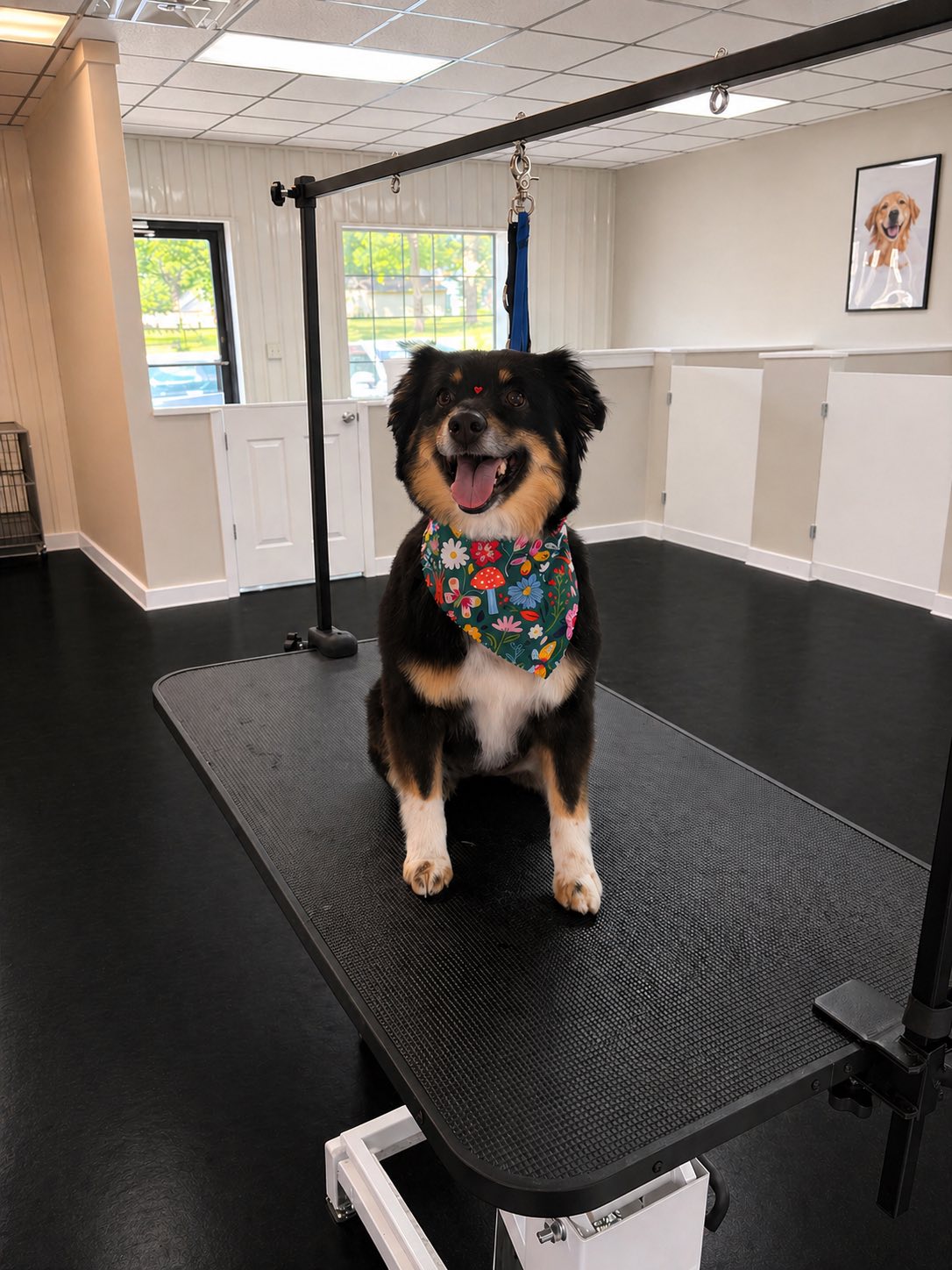 An Australian shepherd freshly groomed wearing a floral bandana