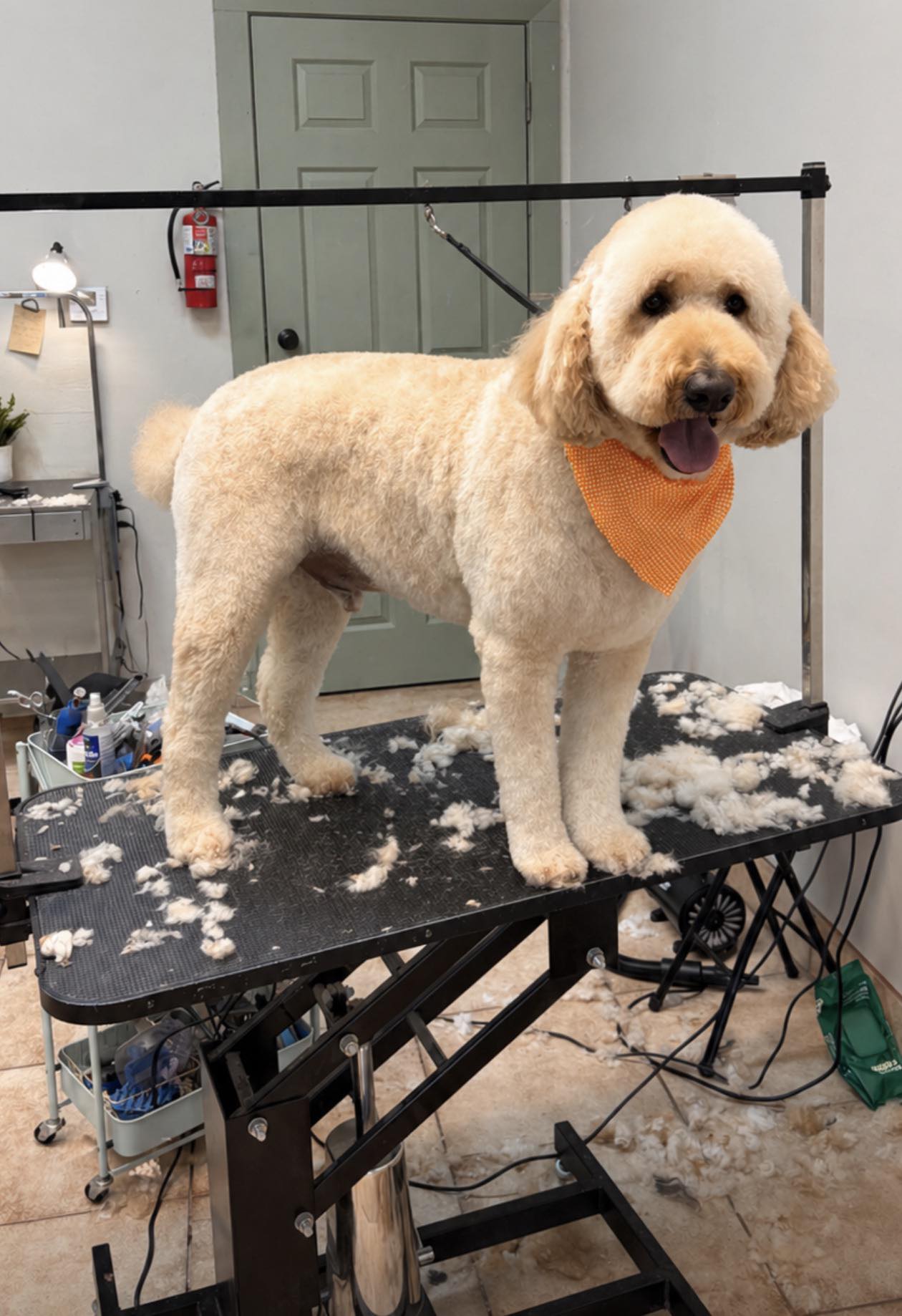 Goldendoodle freshly groomed with an orange bandana