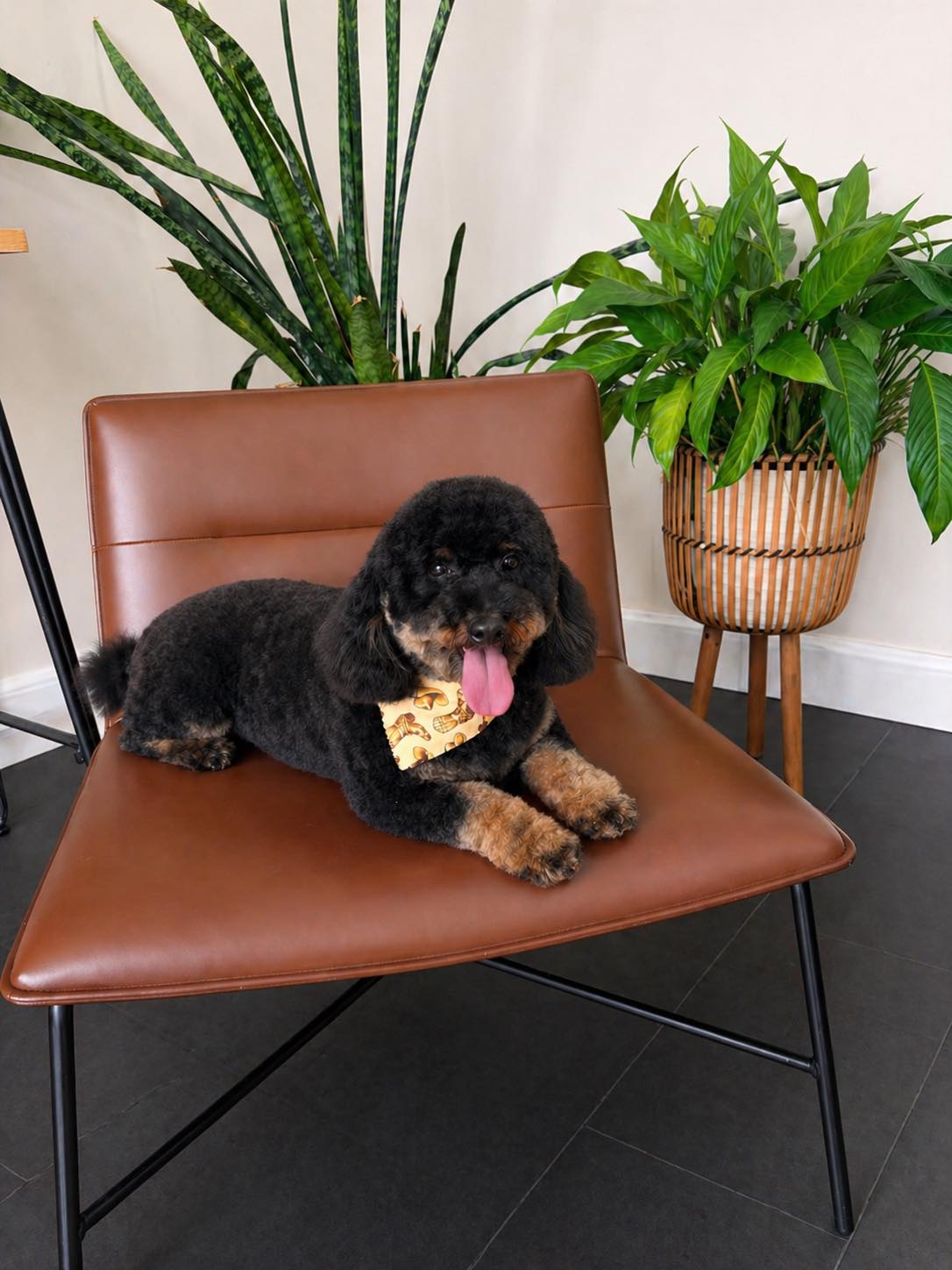 Black mini doodle relaxing on a leather chair after a groom