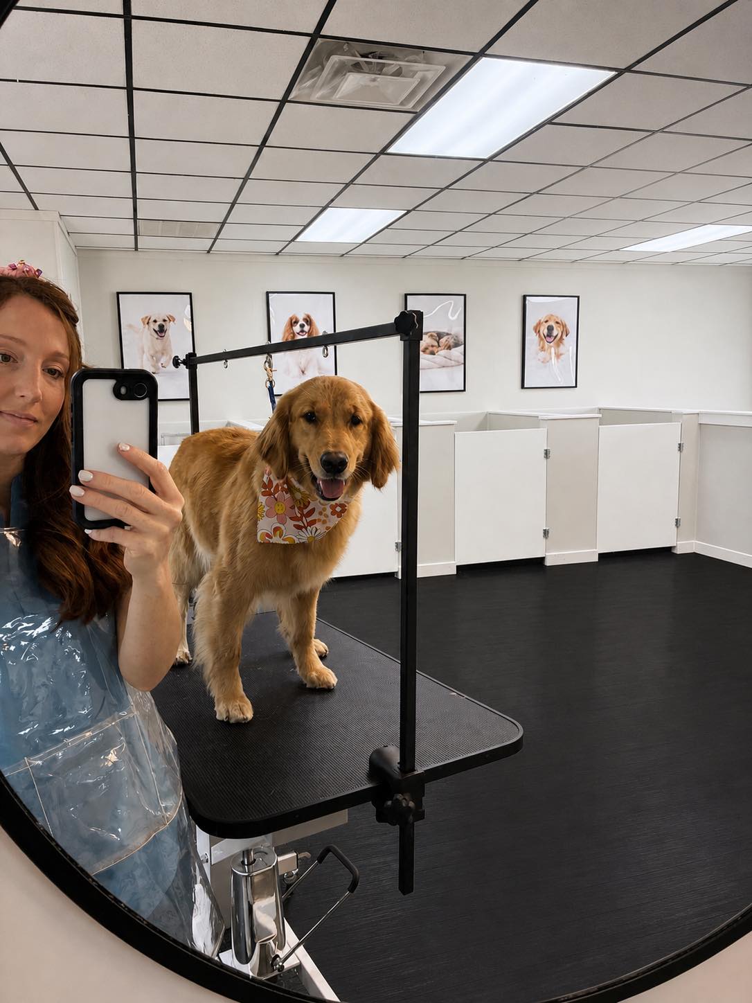 Golden retriever puppy on a grooming table inside the Alamo Pet Grooming shop