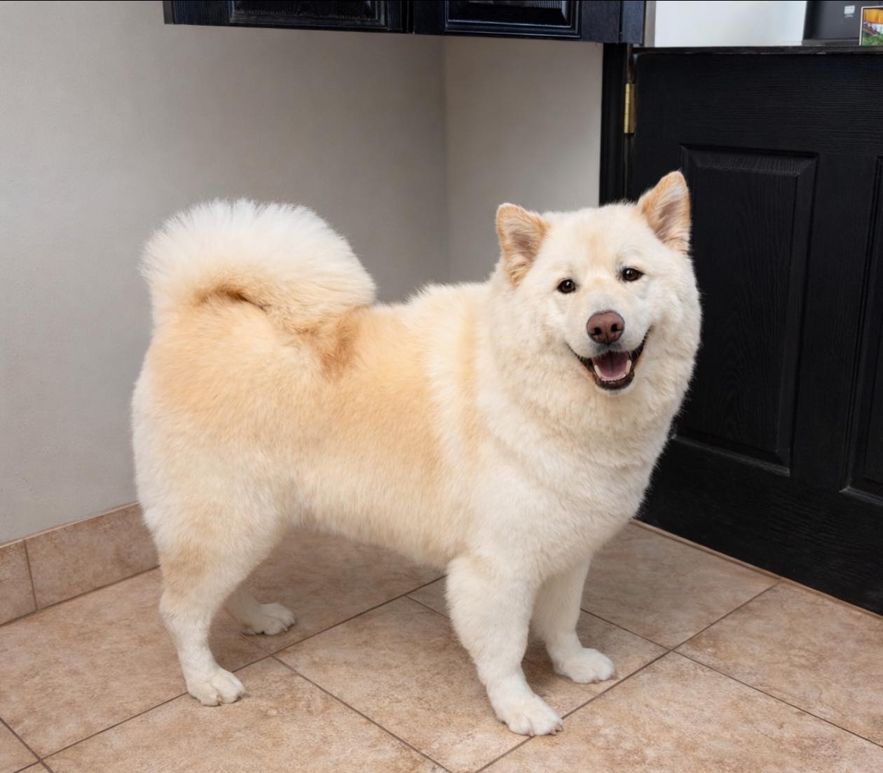 A fluffy cream chow chow after a full groom