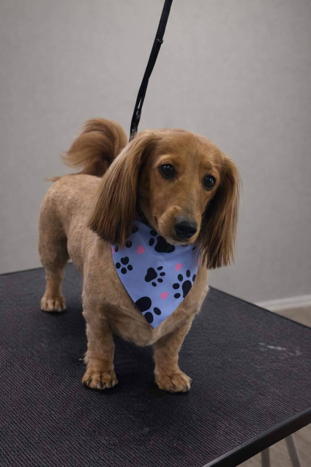 A long-haired dachshund freshly groomed wearing a paw-print bandana