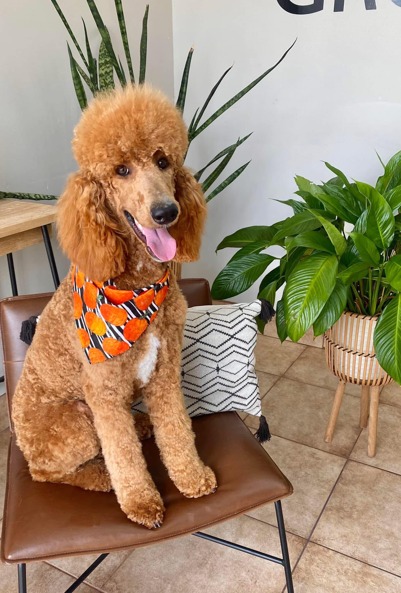 A standard poodle relaxing on a chair after grooming, wearing an orange bandana