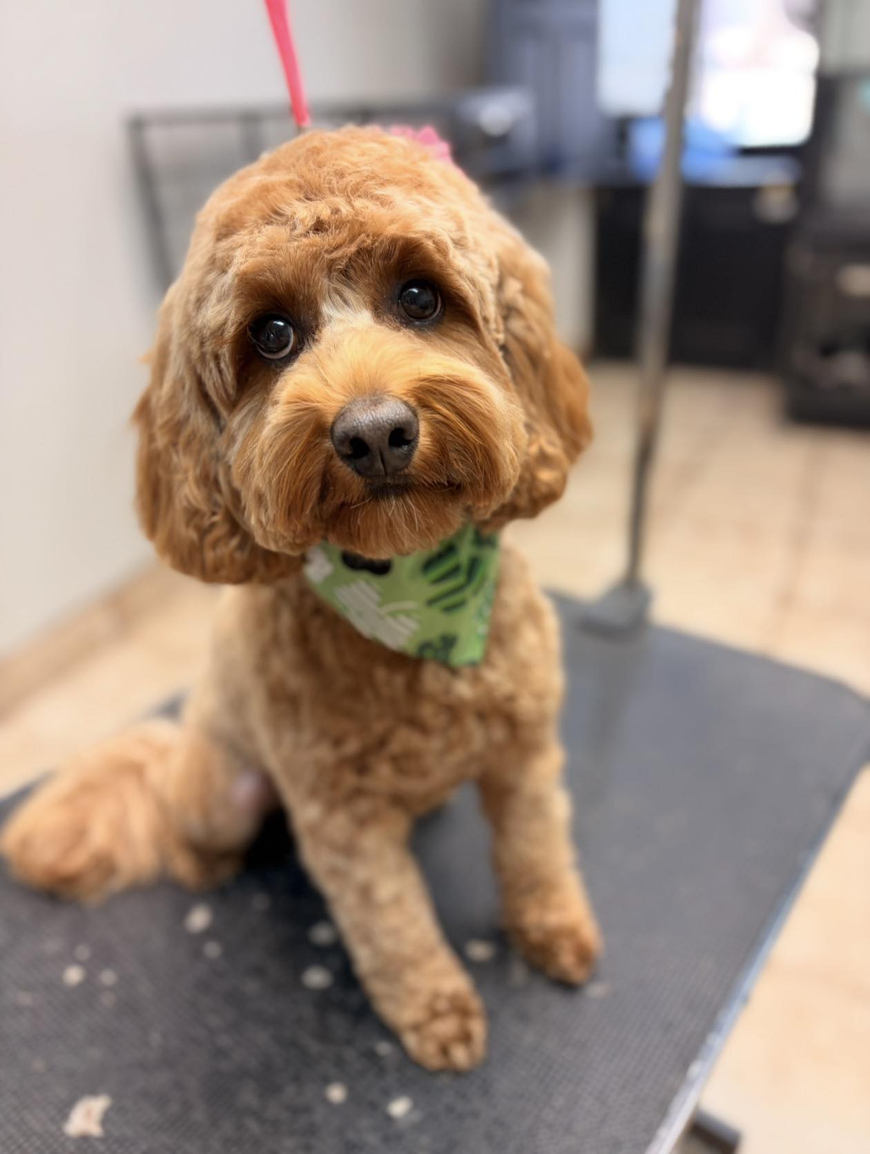A cockapoo freshly groomed wearing a red and green bandana