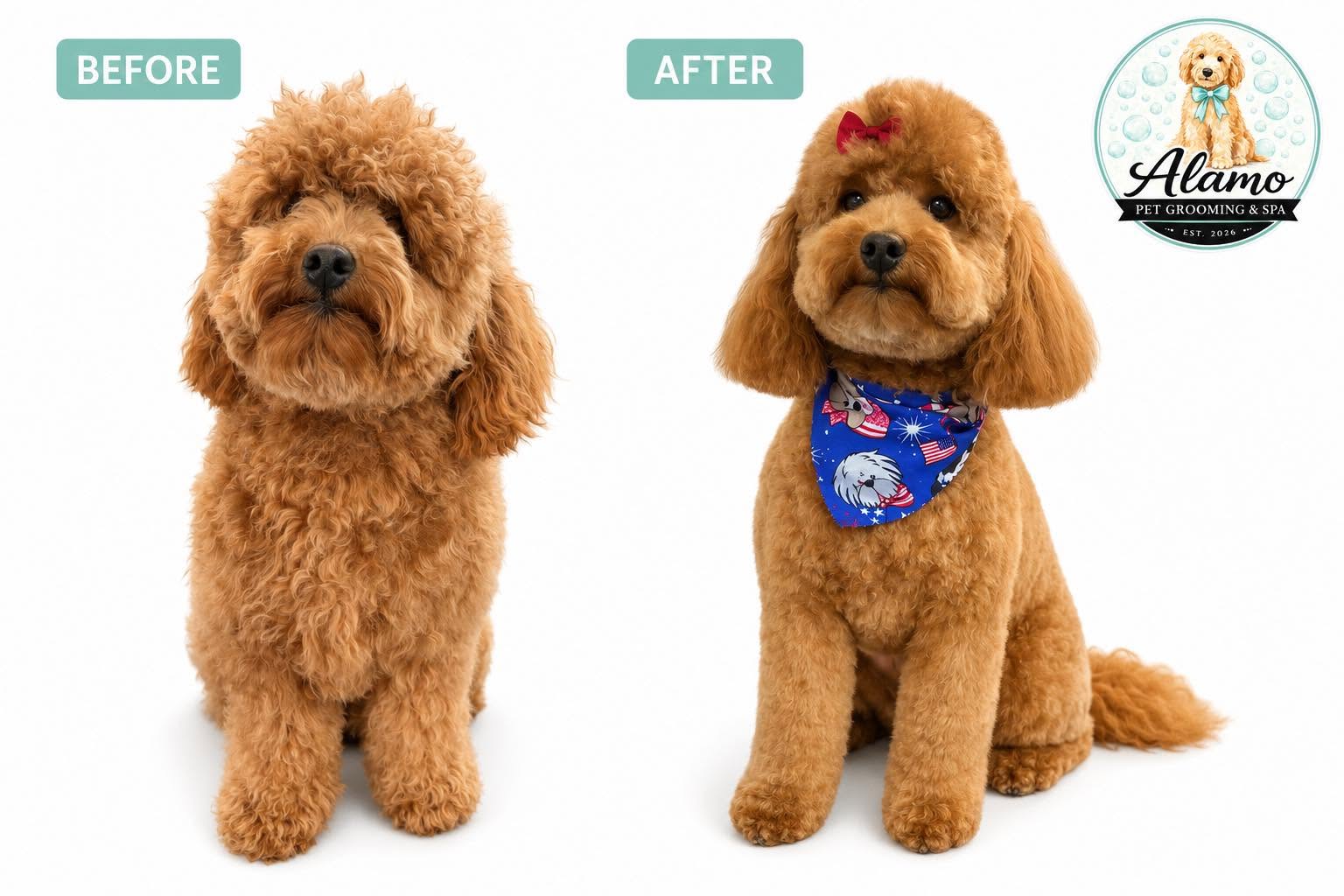 Before and after: an apricot mini doodle transformed by a full groom, finished with a red bow and a patriotic bandana