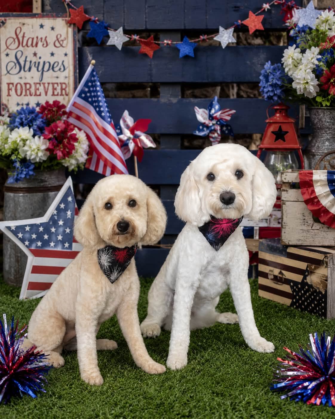 Two freshly groomed doodles in fireworks bandanas posing with a Stars and Stripes backdrop