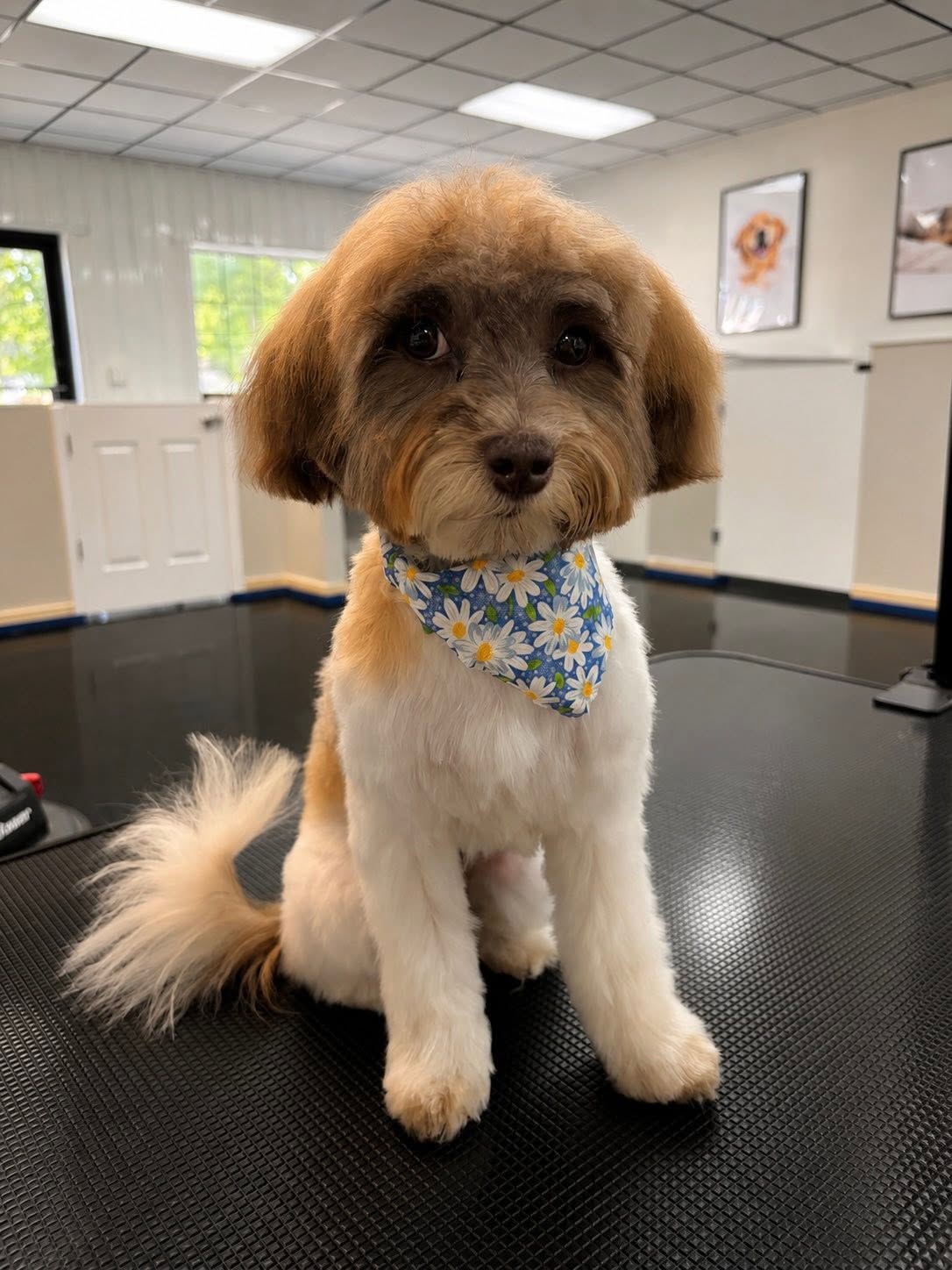 A tan and white doodle mix wearing a blue daisy bandana on the grooming table