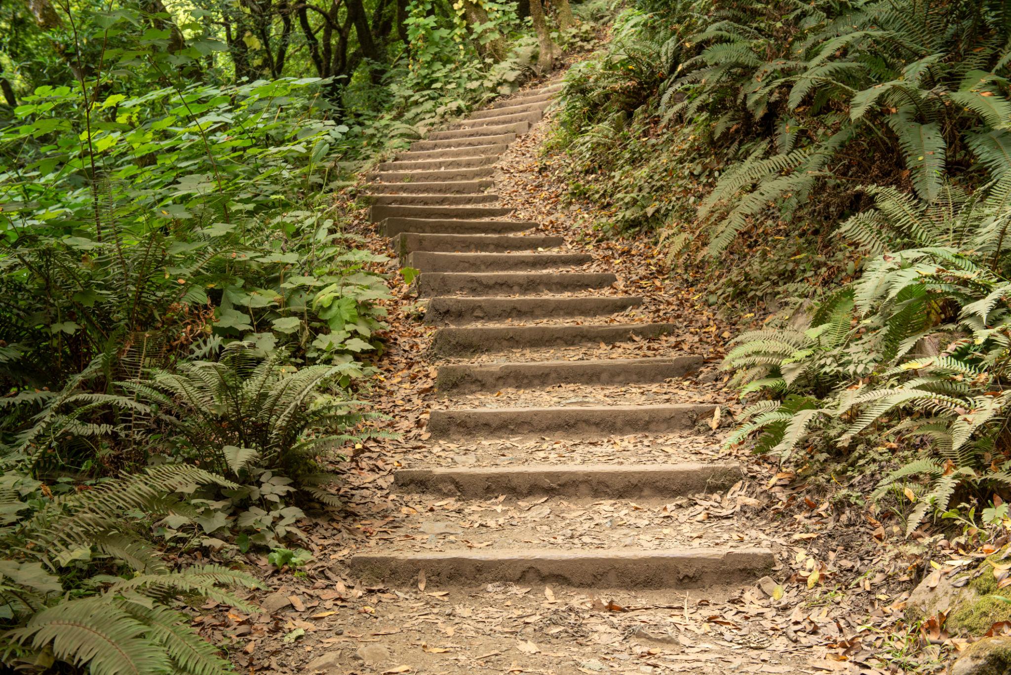 Forest staircase along the Dipsea Trail with lush ferns and shaded hiking path