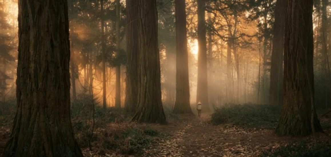 Person walking through misty redwood forest in Mill Valley at dawn