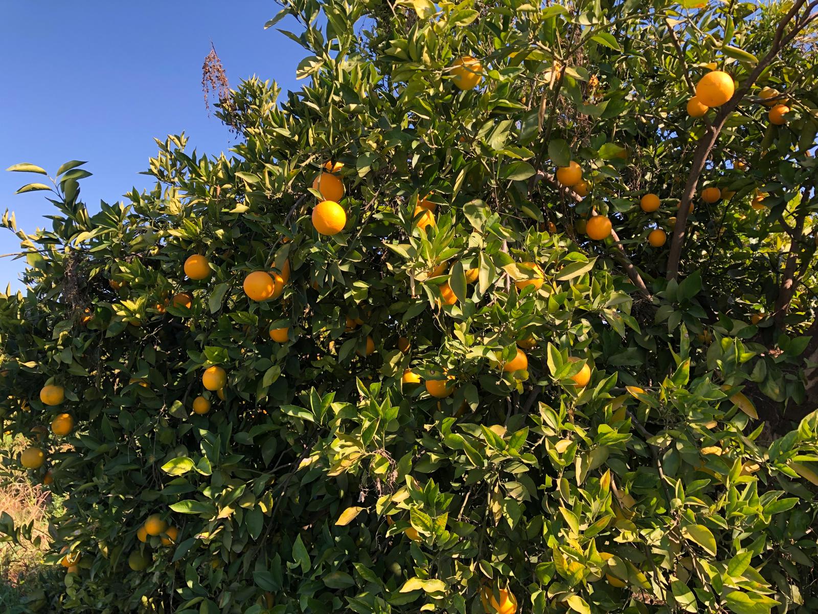 Citrus orchard representing Kabner's international fruit ingredient sourcing