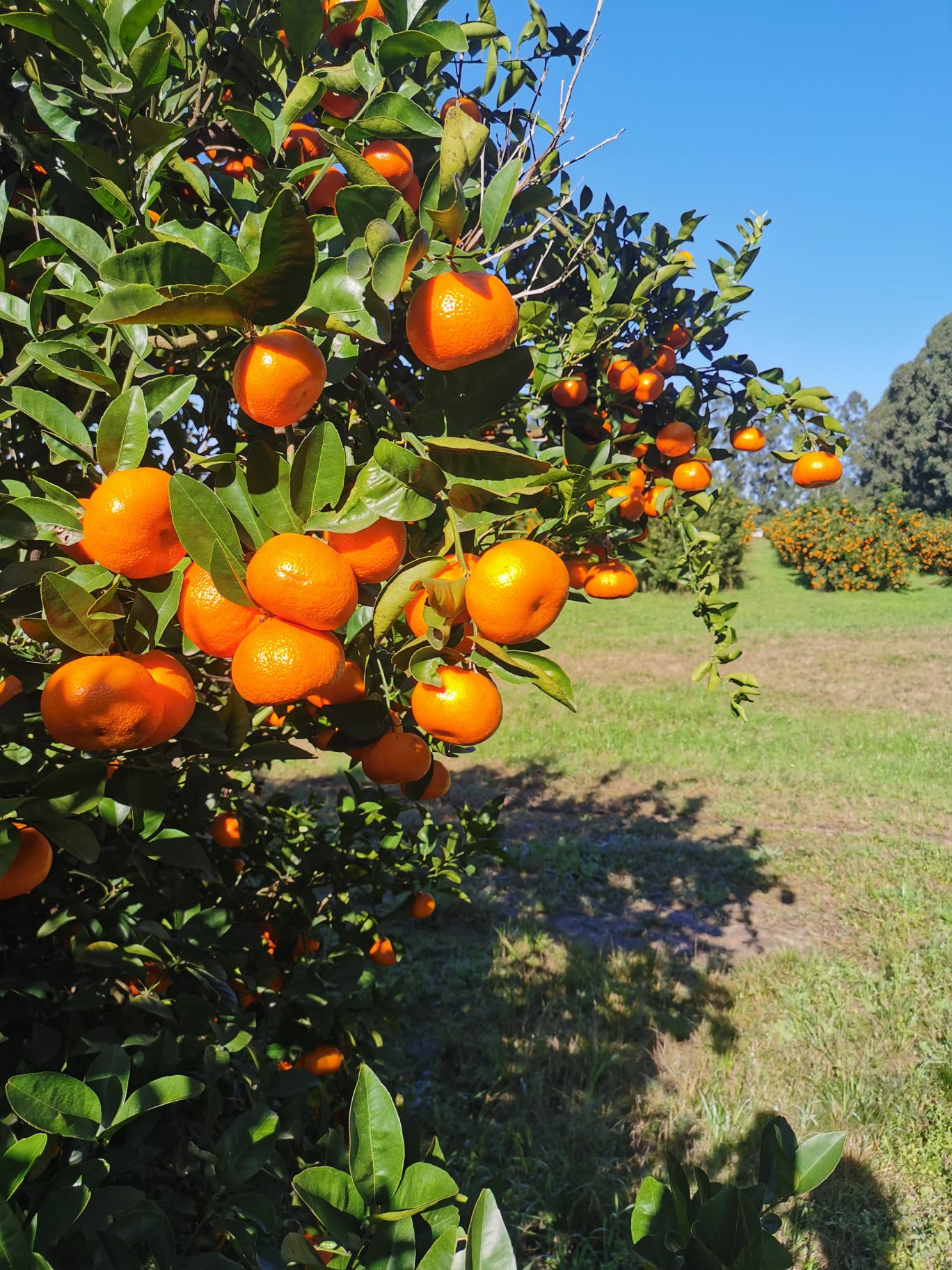 Citrus fruit for juice concentrate and NFC sourcing