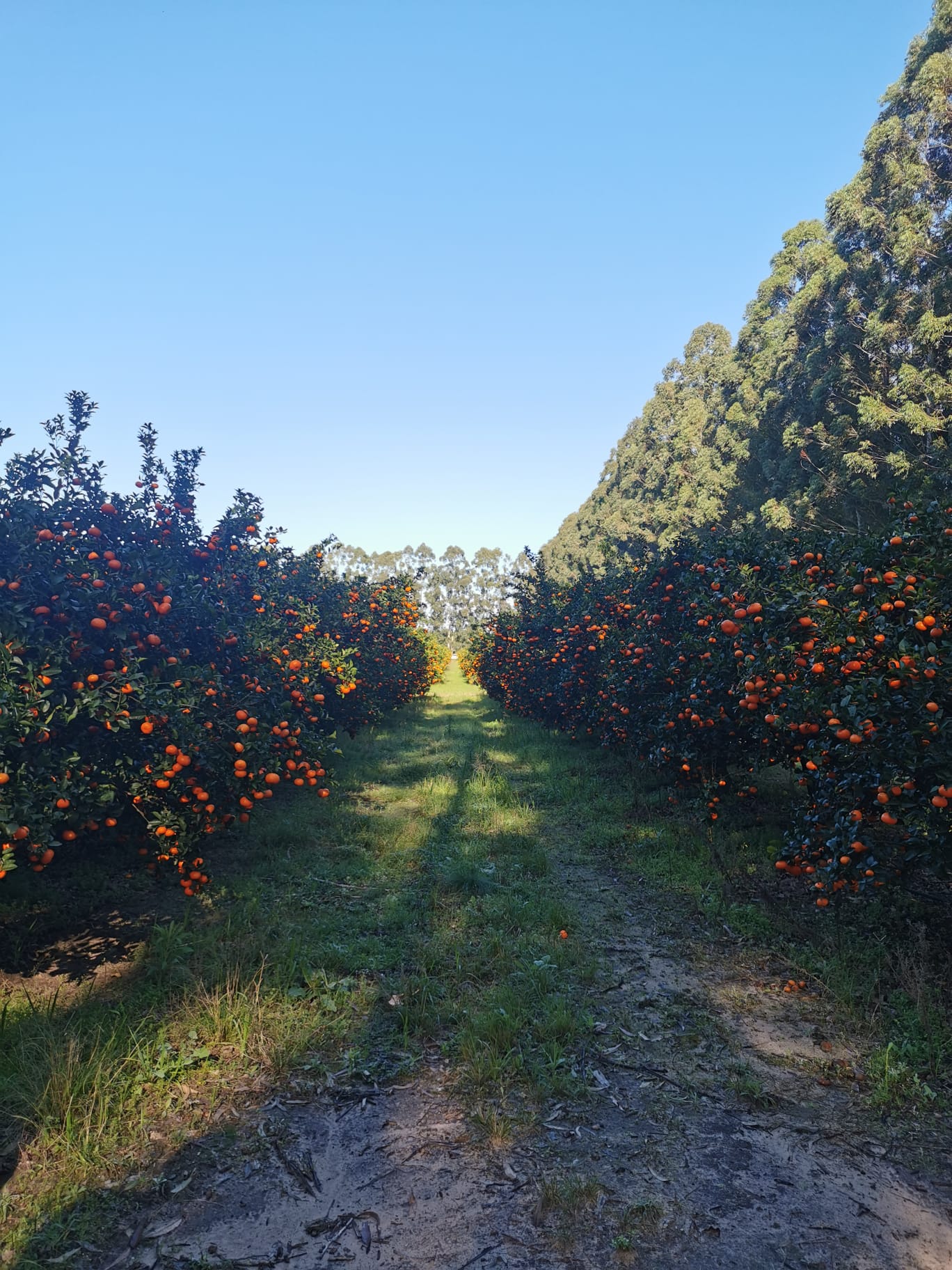 International fruit ingredient sourcing