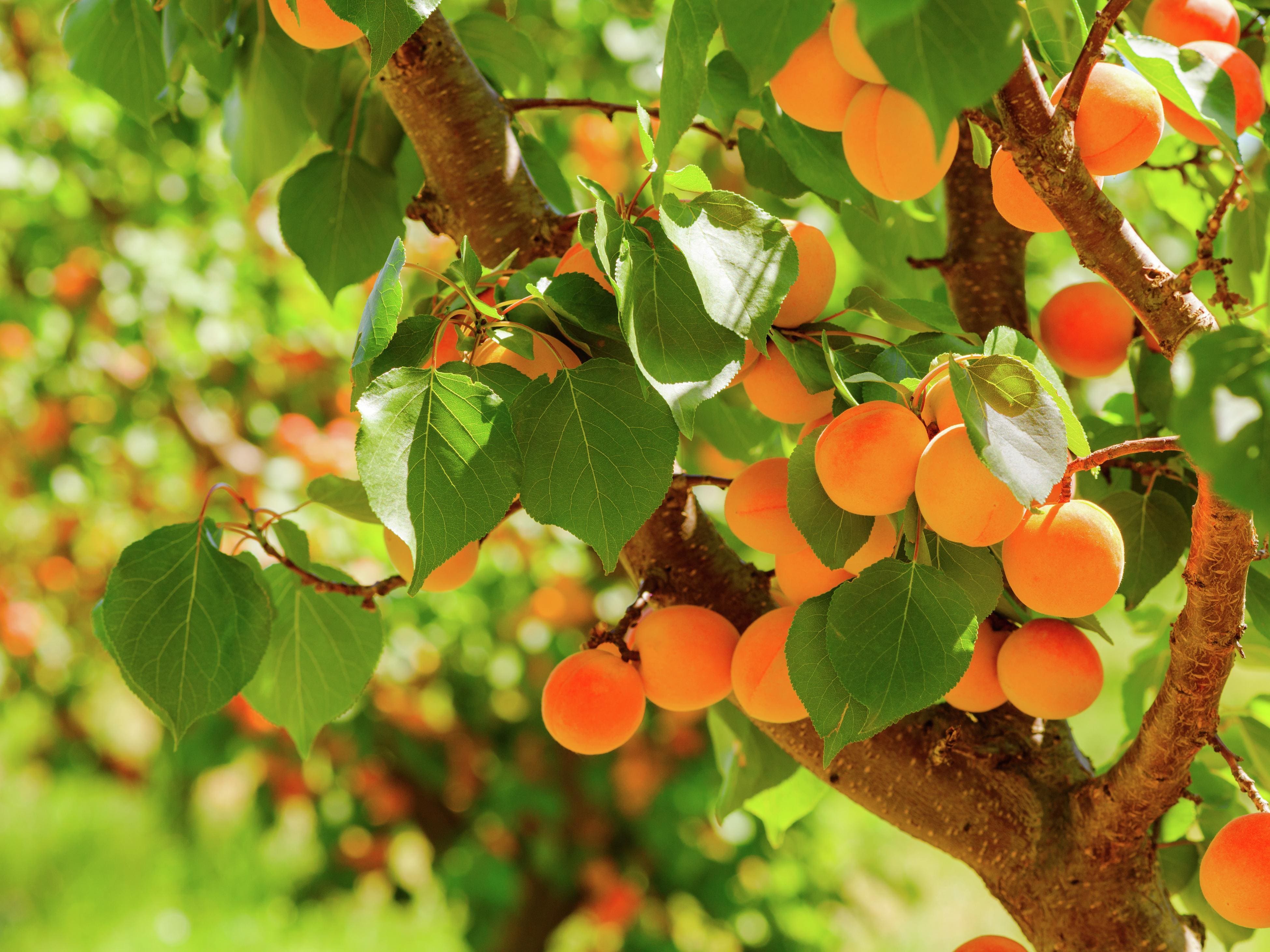 Stone fruit for puree and concentrate sourcing
