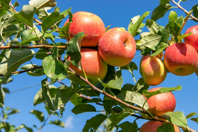 Pome fruit for juice concentrate and puree sourcing