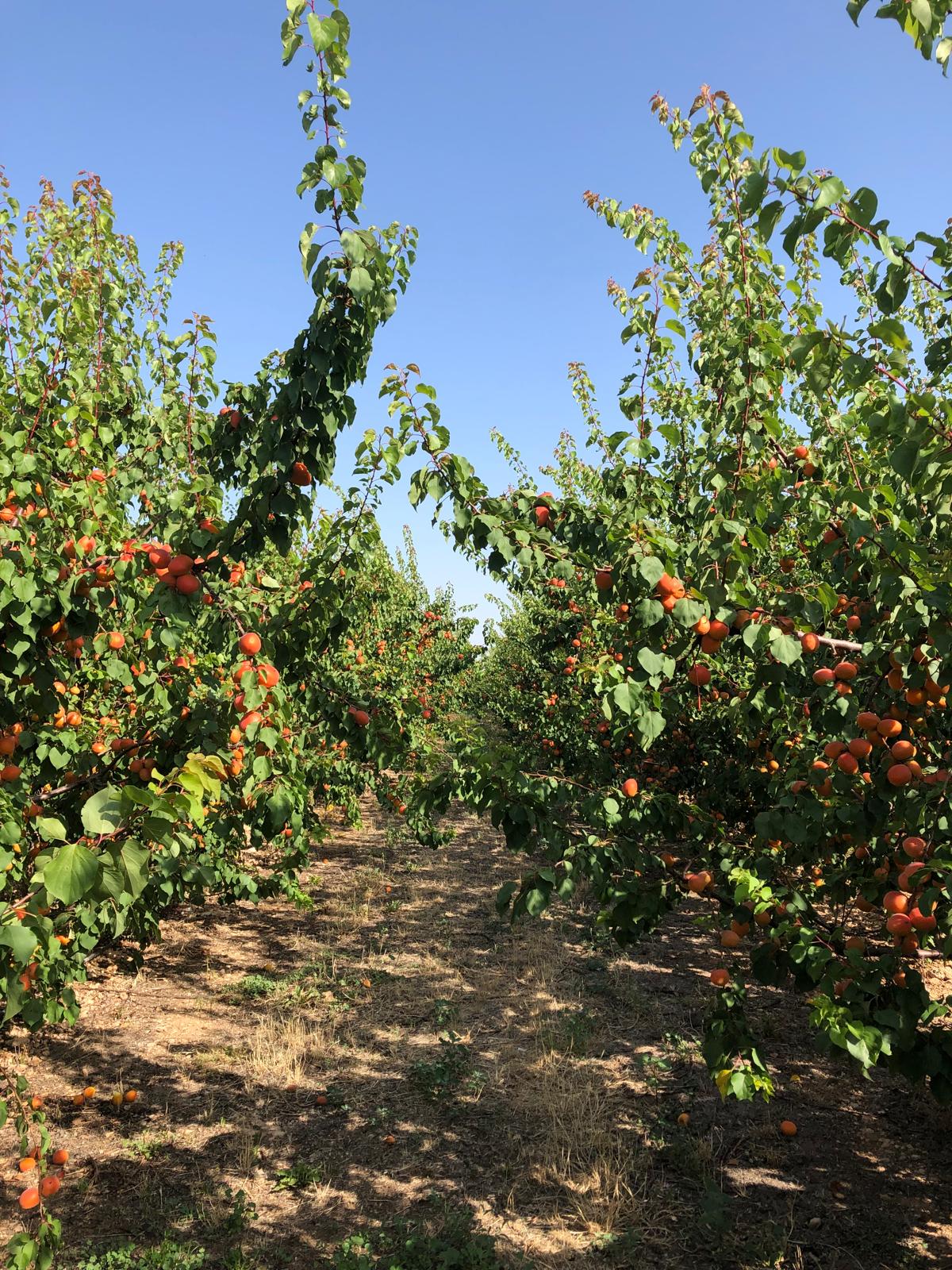 Fruit ingredient processing facility within the Kabner supplier network