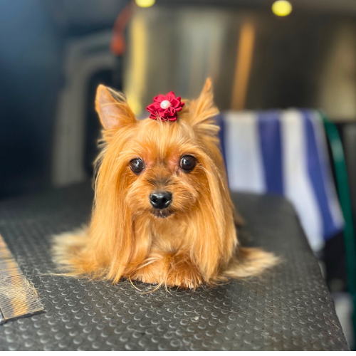 Dog