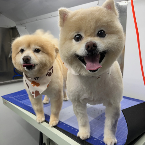 Dog