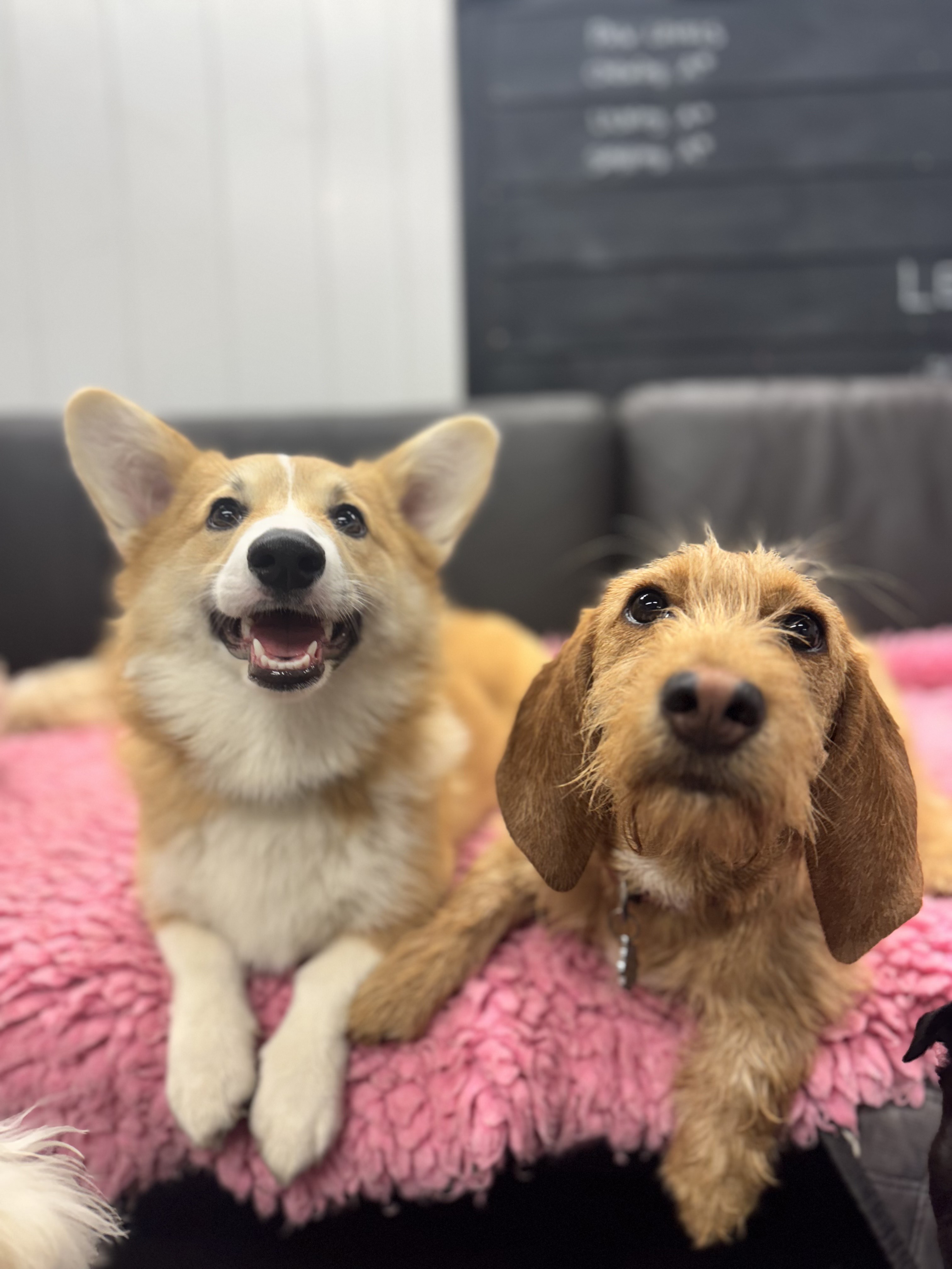Daphne and Corgi