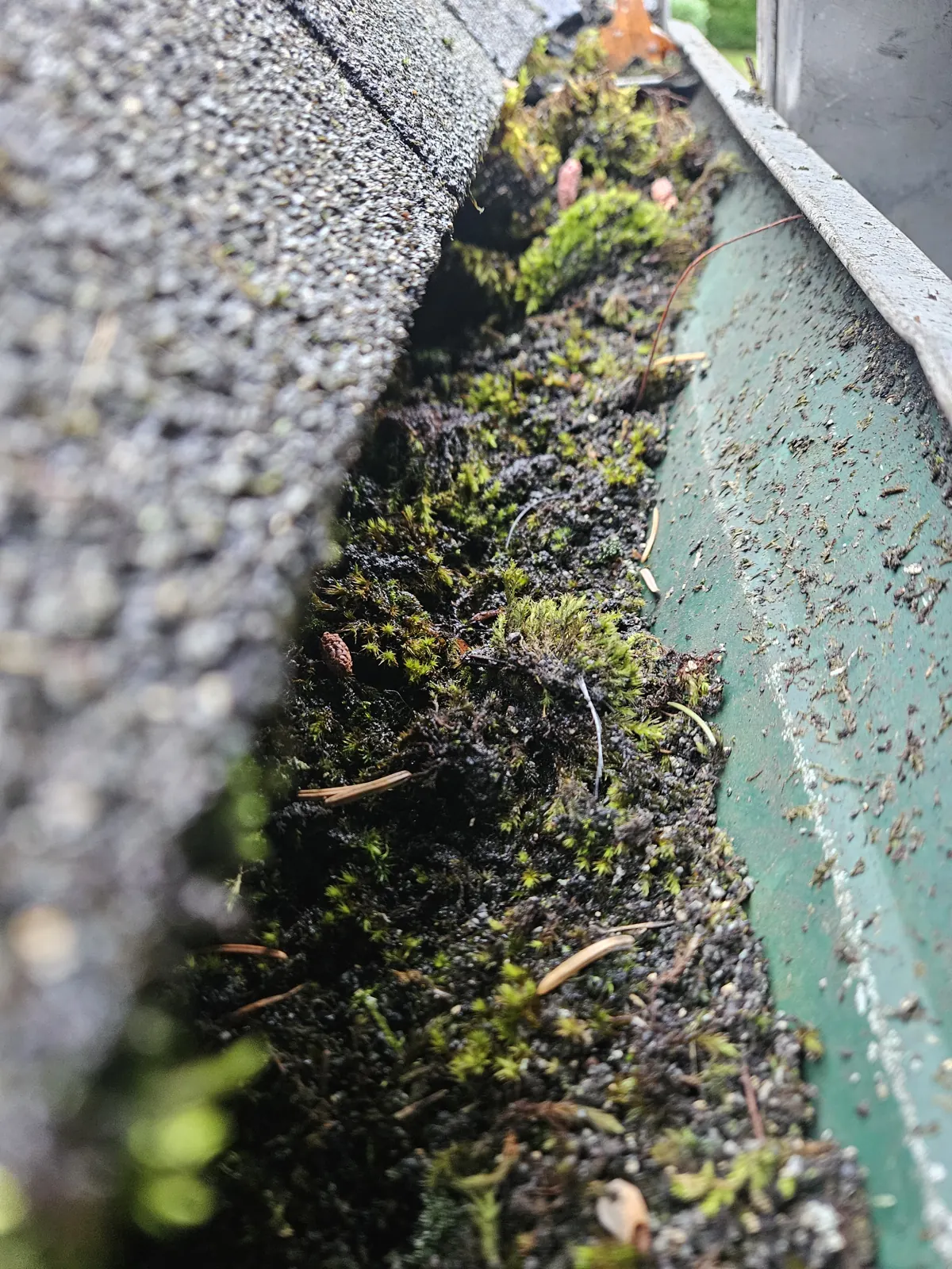 Gutter packed with moss and cedar needles on a Metro Vancouver home