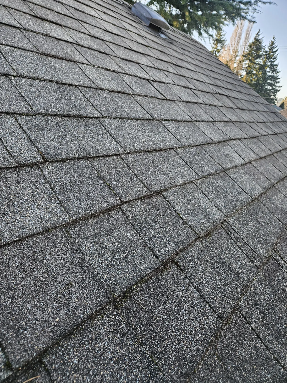 Asphalt shingle roof in Metro Vancouver after hand moss removal