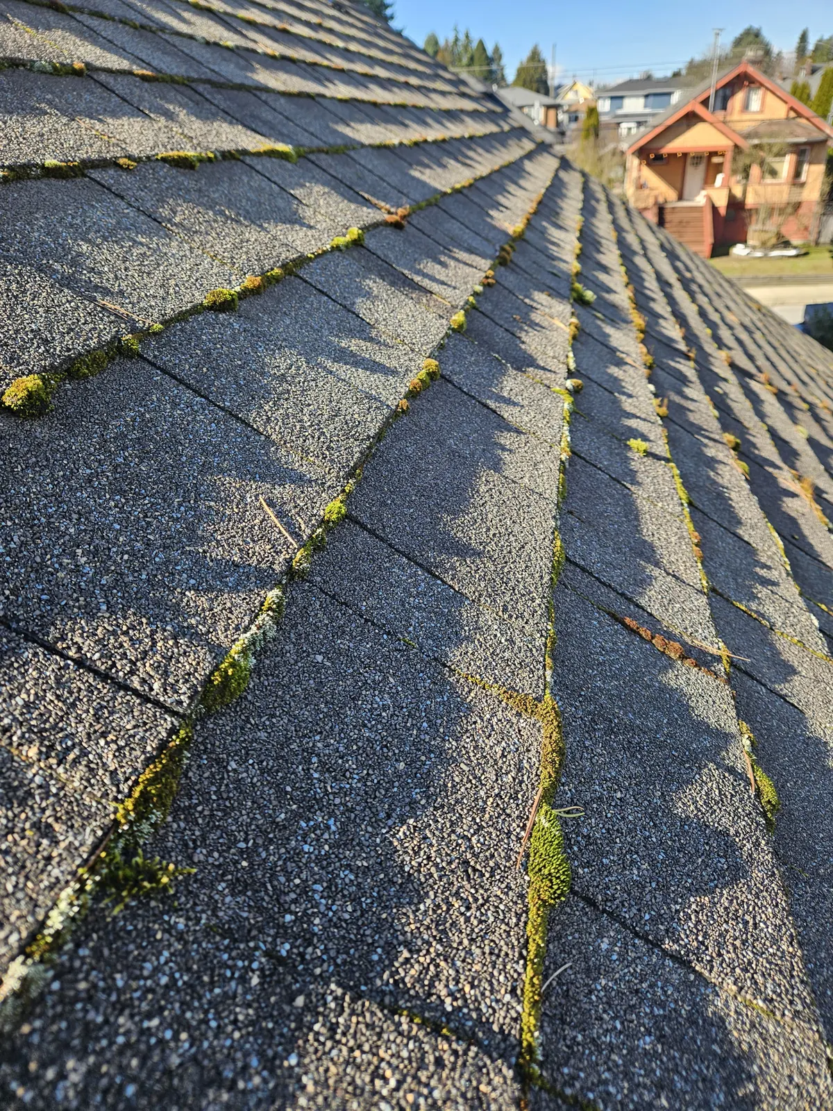 Moss growing in the shingle keyways of an asphalt roof in Metro Vancouver before removal