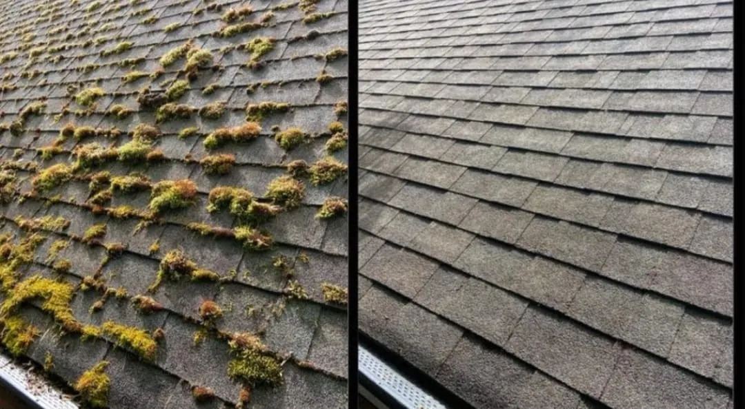 Asphalt shingles before and after moss removal in Metro Vancouver
