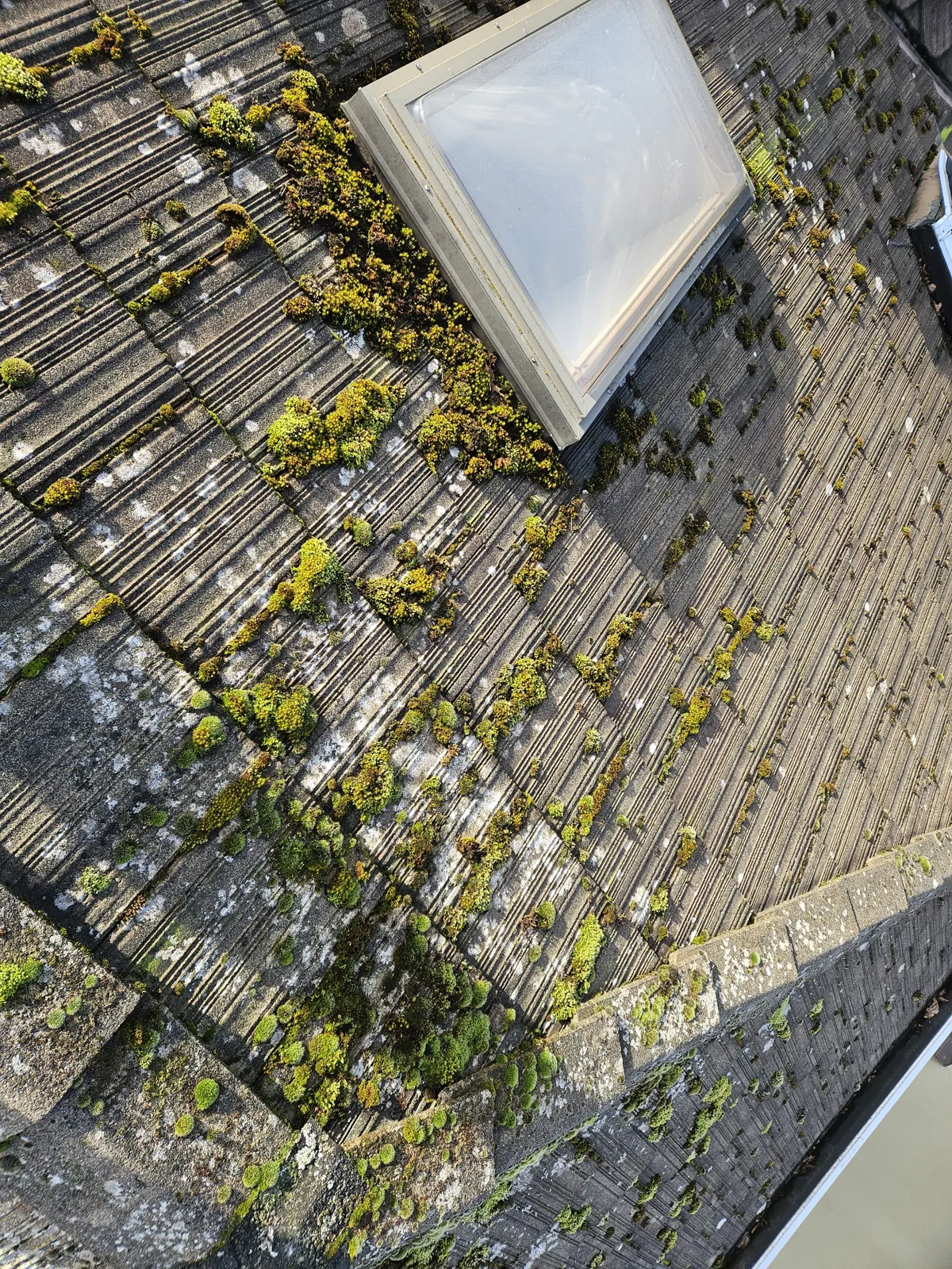Heavy moss around a skylight on a Metro Vancouver roof before removal