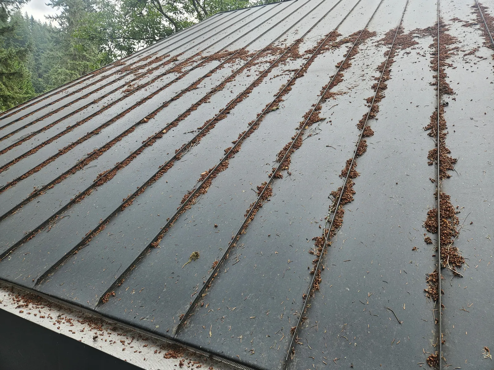 Needle debris on a standing seam metal roof in Metro Vancouver before clearing