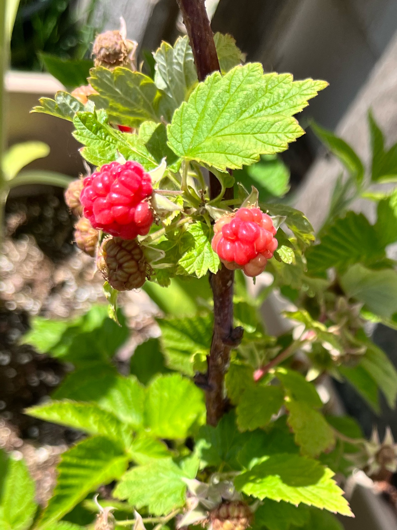 Fresh raspberries